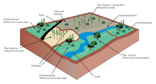 Juxtaposition of burn areas for habitat diversity